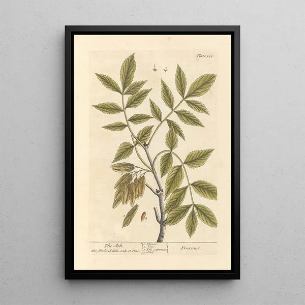 Le frêne - Elizabeth Blackwell — inramlat konstverk på väggen