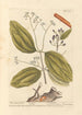 Le cannelier - Elizabeth Blackwell — vy av konstverket