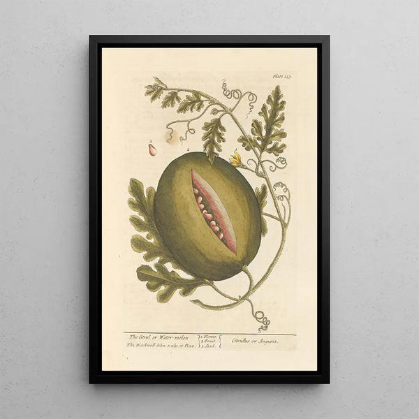 Le citrullus ou pastèque - Elizabeth Blackwell — inramlat konstverk på väggen