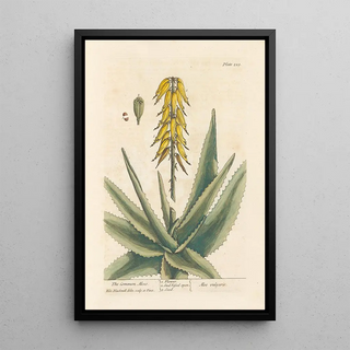 Elizabeth Blackwell - The common aloes.webp