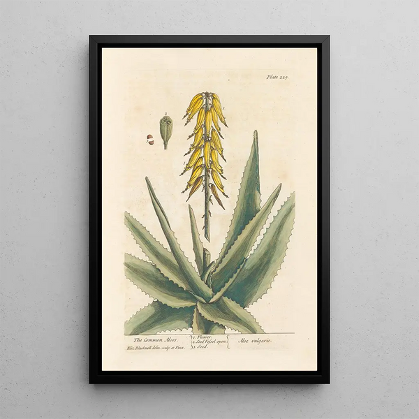 Längd: 60 cm x 80 cm, olja på duk, Elizabeth Blackwell — inramlat konstverk på väggen