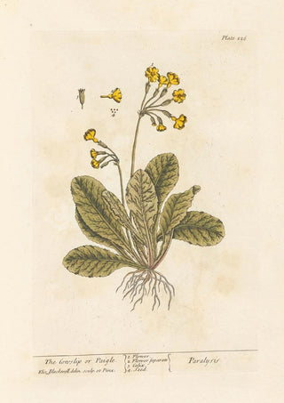 Elizabeth Blackwell - The cowslip or paigle.webp