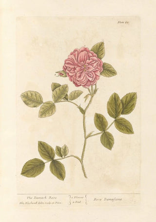 Elizabeth Blackwell - The damask rose.webp