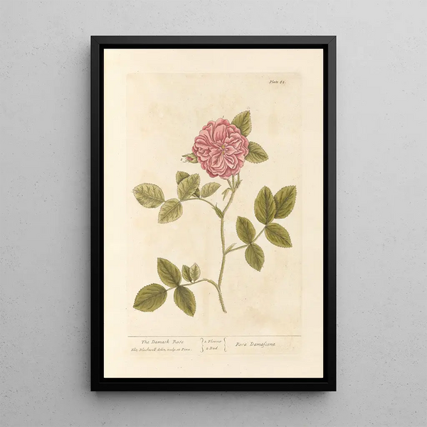 La rose de Damas - Elizabeth Blackwell — inramlat konstverk på väggen