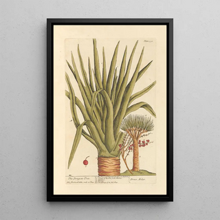 Elizabeth Blackwell - The dragon tree.webp