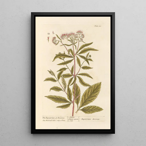Avicennes eupatorium - Elizabeth Blackwell — inramlat konstverk på väggen