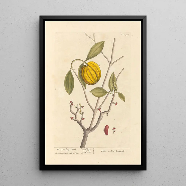 Le garcinia - Elizabeth Blackwell — inramlat konstverk på väggen