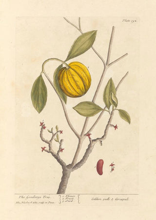 Elizabeth Blackwell - The gombooge tree.webp