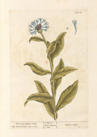 Elizabeth Blackwell - The great blewbottle.webp