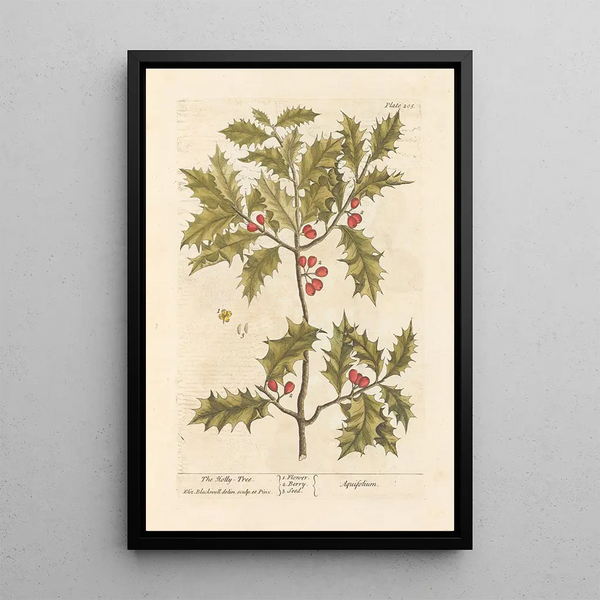 Le houx - Elizabeth Blackwell — inramlat konstverk på väggen