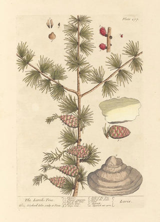 Elizabeth Blackwell - The larch tree.webp