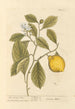 Le citronnier - Elizabeth Blackwell — vy av konstverket