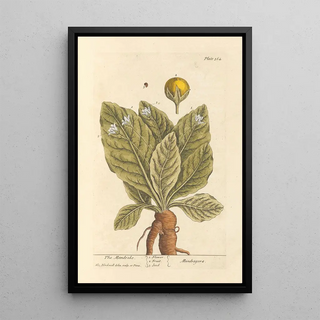 Elizabeth Blackwell - The mandrake.webp