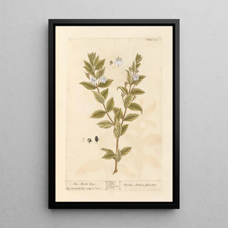 Elizabeth Blackwell - The mirtletree.webp