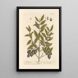 Elizabeth Blackwell - The olive tree.webp