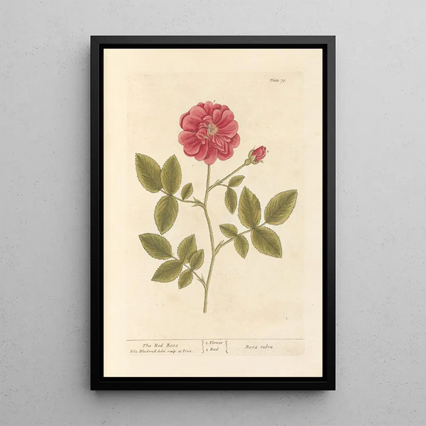 La rose rouge - Elizabeth Blackwell — inramlat konstverk på väggen