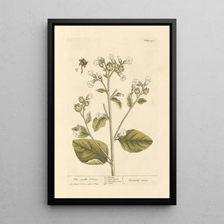 Elizabeth Blackwell - The smaller tobacco.webp