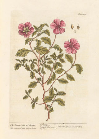 Elizabeth Blackwell - The sweet cistus of candy.webp