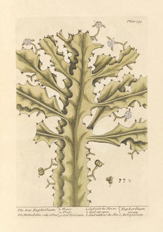 Elizabeth Blackwell - The true euphorbium.webp