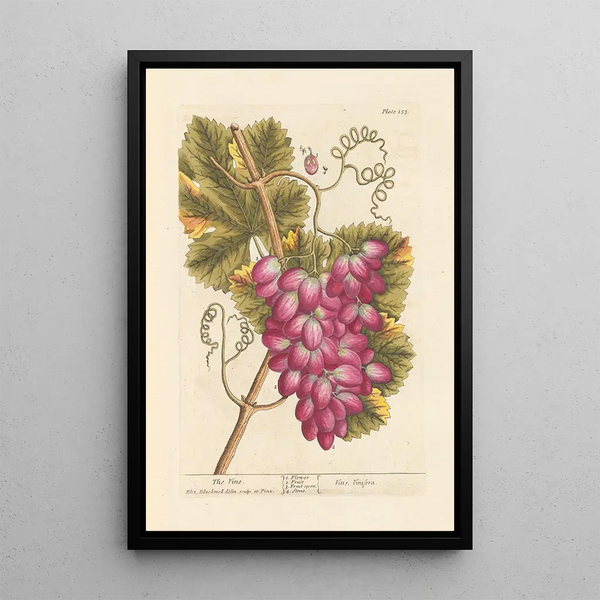 La vigne - Elizabeth Blackwell — inramlat konstverk på väggen