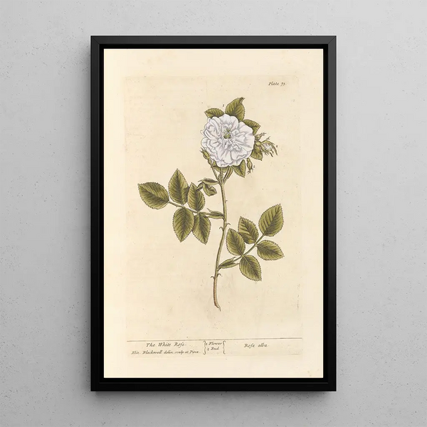 La rose blanche - Elizabeth Blackwell — inramlat konstverk på väggen