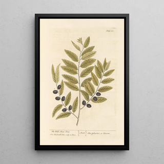 Elizabeth Blackwell - The wild olive tree.webp
