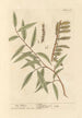 Le saule - Elizabeth Blackwell — vy av konstverket