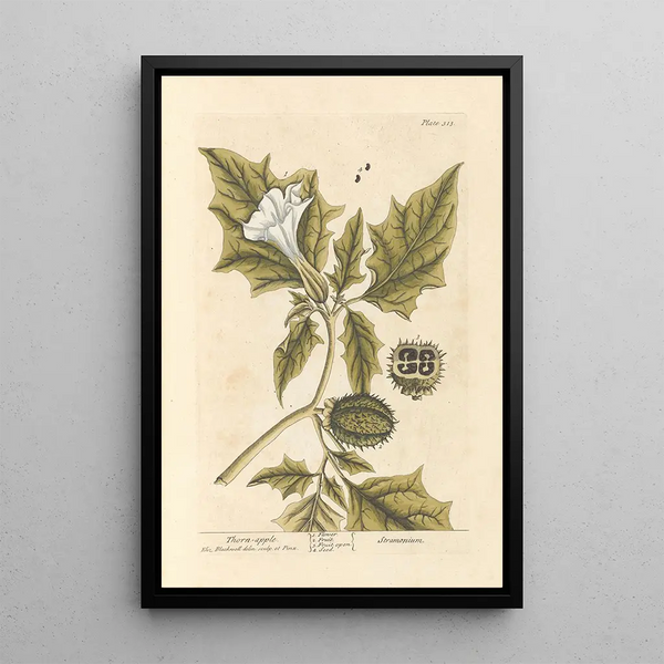 La pomme épineuse - Elizabeth Blackwell — inramlat konstverk på väggen