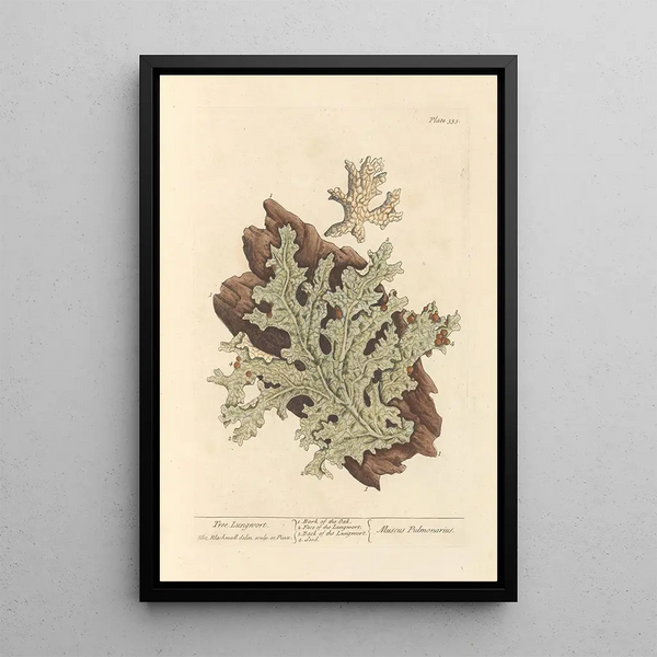 Lichen pulmonaire - Elizabeth Blackwell — inramlat konstverk på väggen
