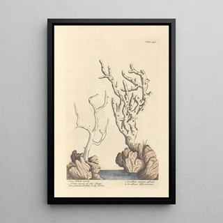 Elizabeth Blackwell - True white coral white coral of the shops.webp