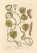 Turbith - Elizabeth Blackwell — vy av konstverket