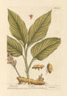 Curcuma - Elizabeth Blackwell — vy av konstverket