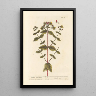 Elizabeth Blackwell - Tutsan or park leaves.webp