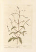Verveine - Elizabeth Blackwell — vy av konstverket