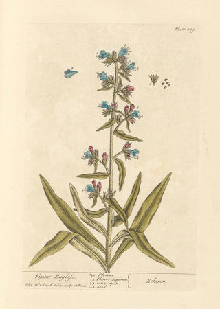 Elizabeth Blackwell - Vipers bugloss.webp