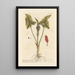 Arum tacheté ou gouet - Elizabeth Blackwell — inramlat konstverk på väggen