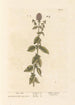 Menthe aquatique - Elizabeth Blackwell — vy av konstverket