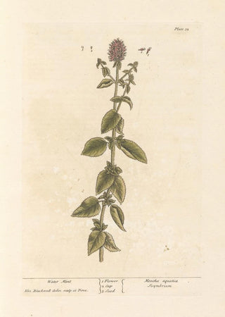 Elizabeth Blackwell - Water mint.webp