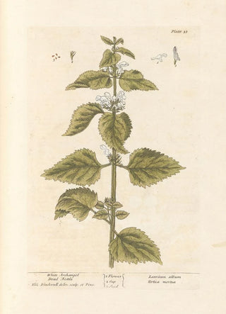 Elizabeth Blackwell - White archangel Dead nettle.webp