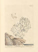 Corail blanc - Elizabeth Blackwell — vy av konstverket