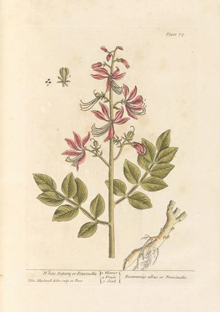 Elizabeth Blackwell - White dittany or fraxinella.webp