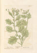 Jusquiame blanche - Elizabeth Blackwell — vy av konstverket
