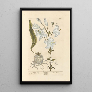 Elizabeth Blackwell - White lilly.webp