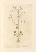 Saxifrage blanche - Elizabeth Blackwell — vy av konstverket