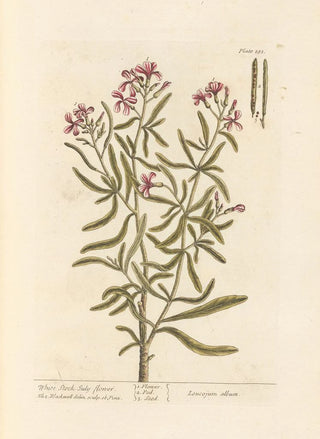 Elizabeth Blackwell - White stock Julyflower.webp