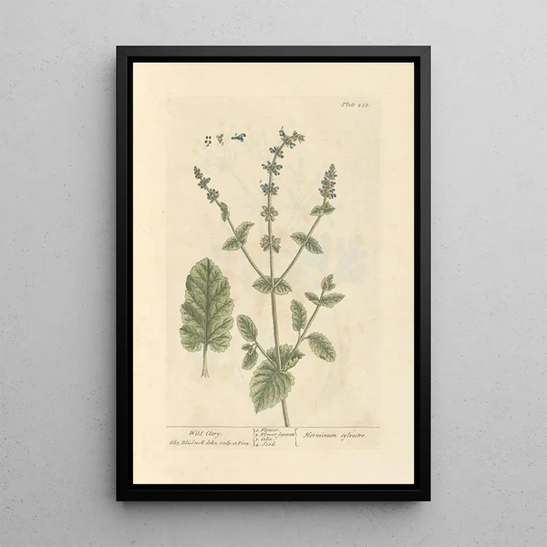 Vildsalvia - Elizabeth Blackwell — inramlat konstverk på väggen