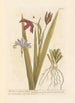 vildiris eller stinkiris - Elizabeth Blackwell — vy av konstverket