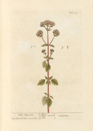 Elizabeth Blackwell - Wild marjoram.webp