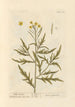 Roquette sauvage - Elizabeth Blackwell — vy av konstverket