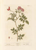 Ängsblomma - Elizabeth Blackwell — vy av konstverket